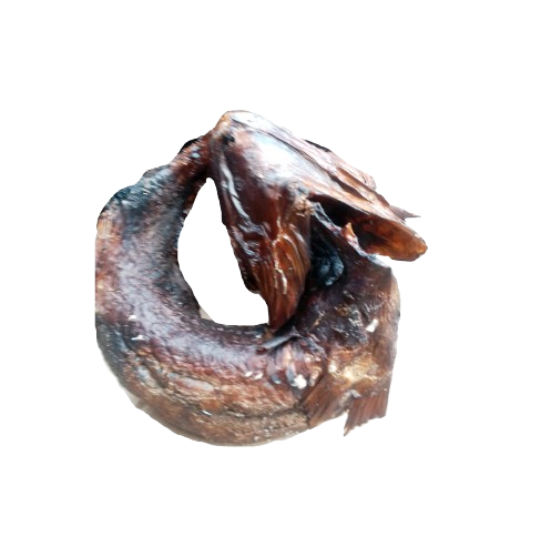Croaker