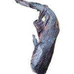 CatFish - abali seafoods