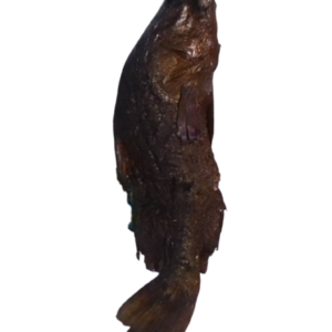 agbara - abali seafoods