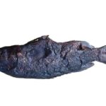 Agbara - Abali seafoods