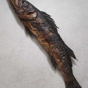 baracuda-fish