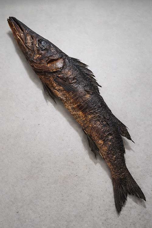 baracuda-fish