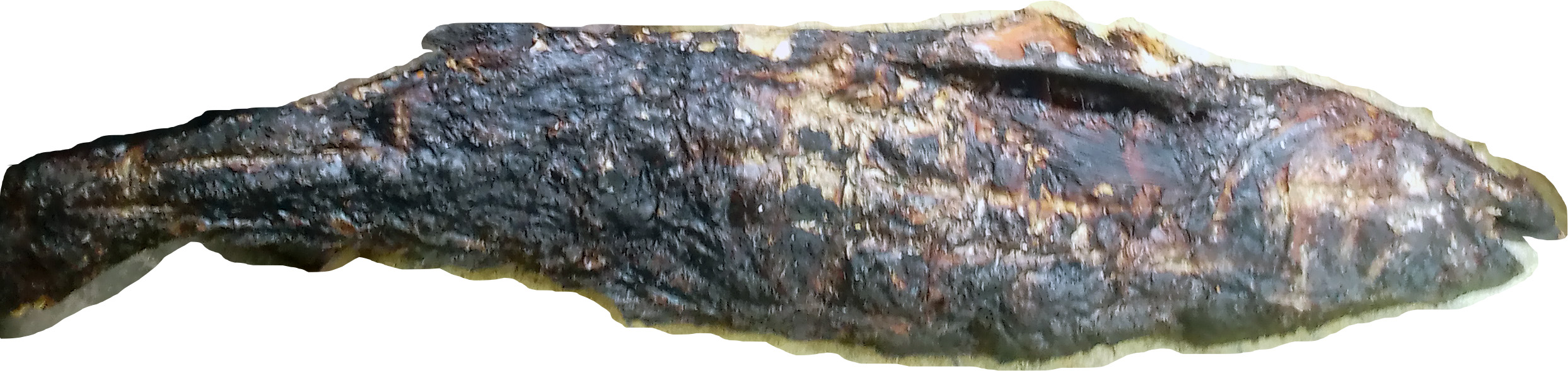 croaker fish
