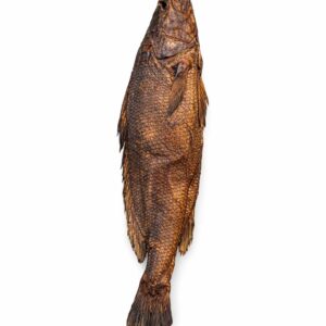croaker-fish