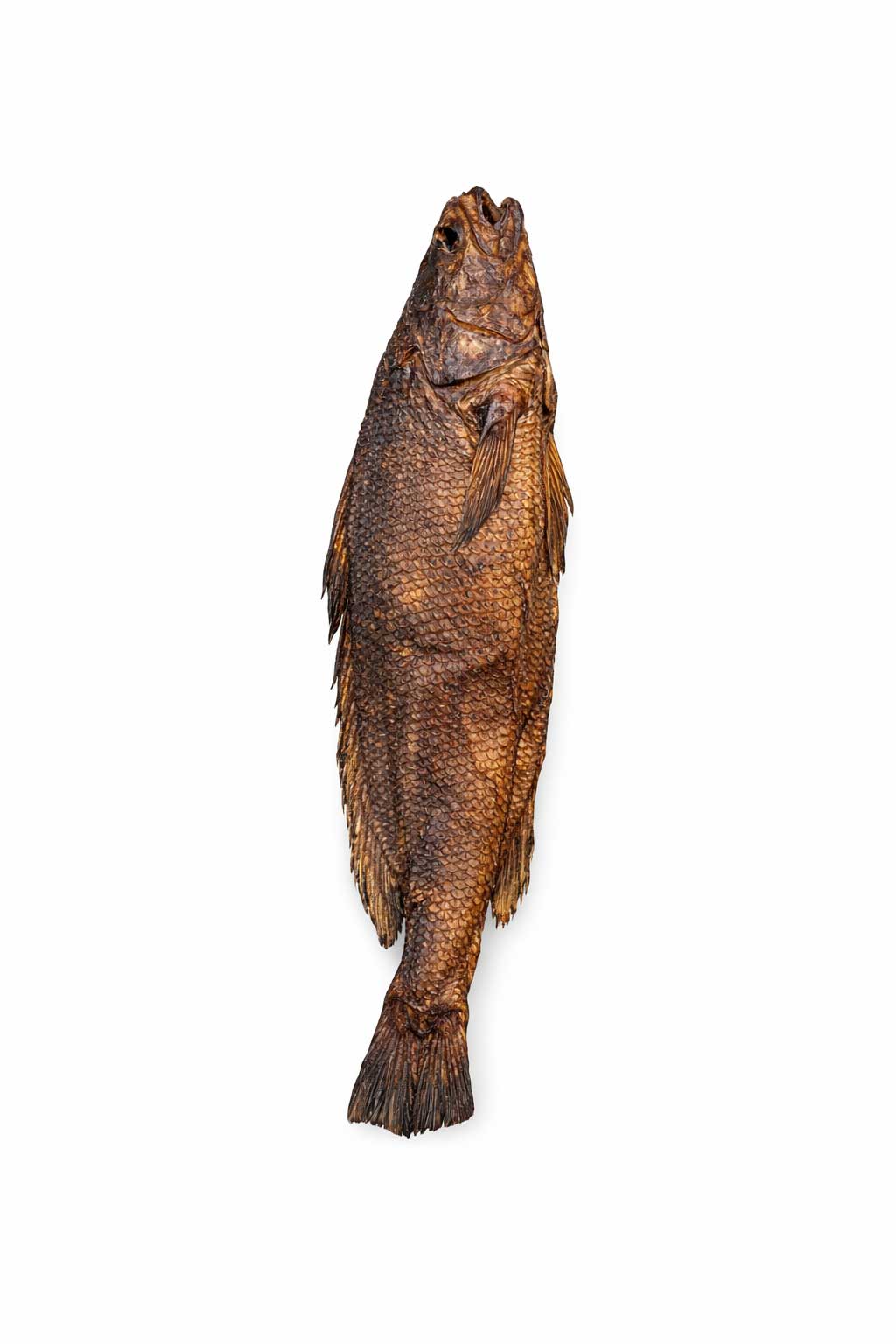 croaker-fish