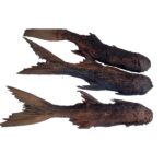 Premium Dried Big Shinose (Inda) Fish