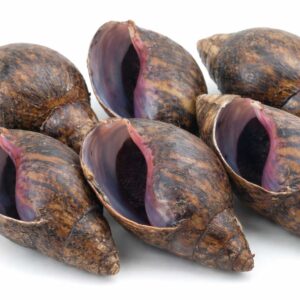 jumbo-snails