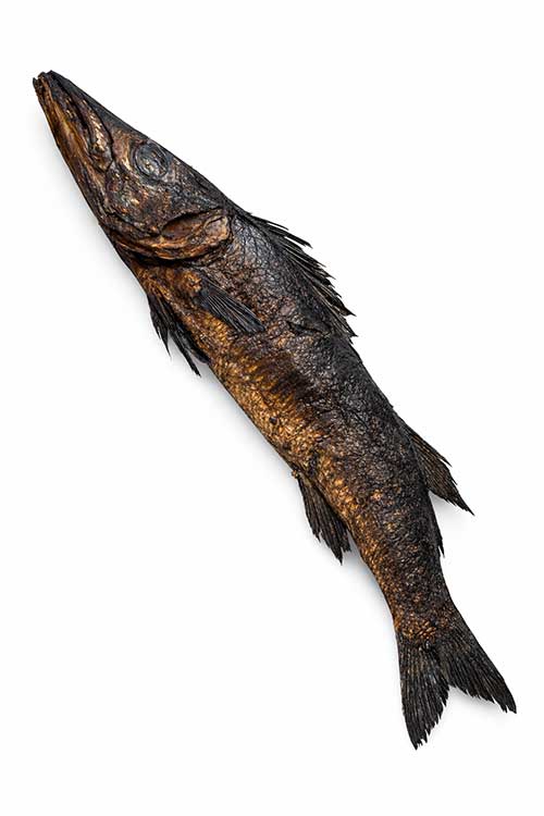 main-bracuda