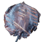 sika-abali seafoods