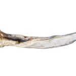stockFish