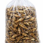 bonga-fish - abali sea foods